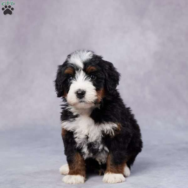 Blake, Mini Bernedoodle Puppy